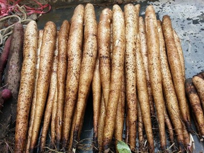 钜鹿堂人蔘山药 新鲜整根(一条)一斤 采用深耕有机农法,安全无毒. (3.