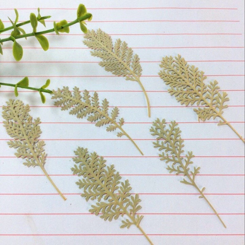 白妙 22年10月買家最推薦熱銷榜單 松果購物