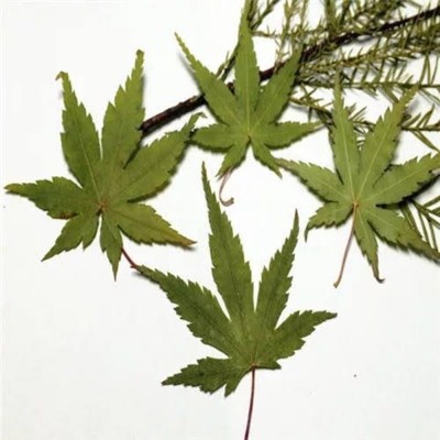 楓葉標本 滴膠乾花DIY手工花材押花材料乾花標本植物教學標本12片裝(5入) (8.4折)