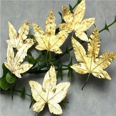 楓葉標本 滴膠乾花DIY手工花材押花材料乾花標本植物教學標本,一份12片(5入) (8.4折)
