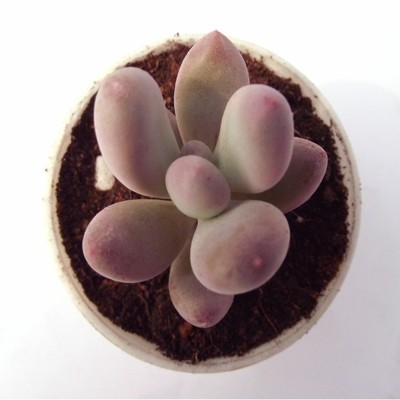 迷你多肉植物桃美人景天盆栽 凈化空氣 夏季顏色淡了 (3.3折)