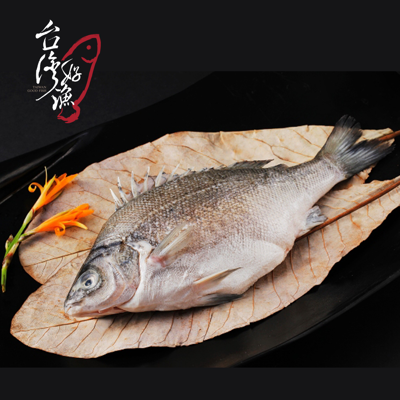 【台灣好漁】貴妃魚(澳洲銀鱸國寶魚) (9折)