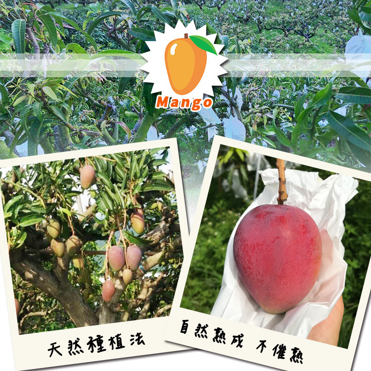 自然急成 不催魚，天然種植法。