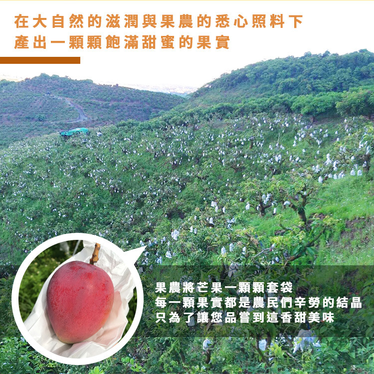 在大自然的滋潤與果農的悉心照料下，產出一顆顆飽滿甜蜜的果實，果農將芒果一顆顆套袋，每一顆果實都是農民們辛势的結晶，只為了讓您品嘗到這香甜美味。